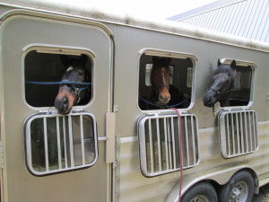3 horse trailer