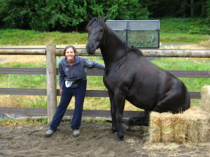 Tino Sitting - Liberty Horse Training
